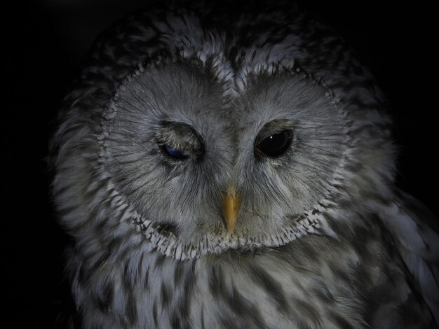 Retrato de búho Strix uralensis aislado en negro