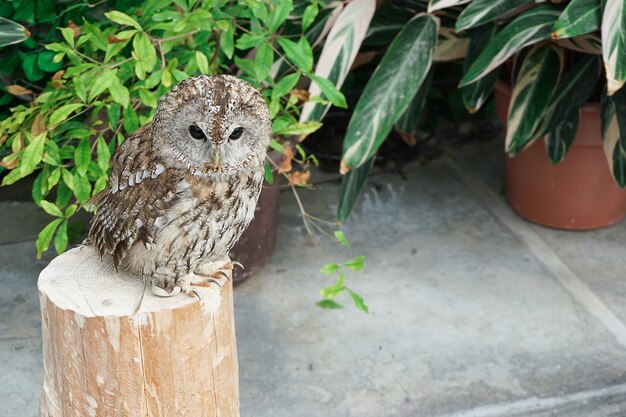 Foto retrato de búho a toda longitud en un tronco de madera con un árbol de hojas verdes en el fondo