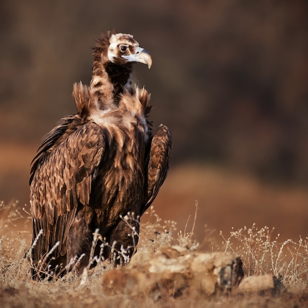 Retrato de un buitre negro (Aegypius monachus) en estado salvaje.