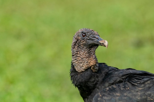 Retrato del buitre negro Coragyps atratus de Costa Rica