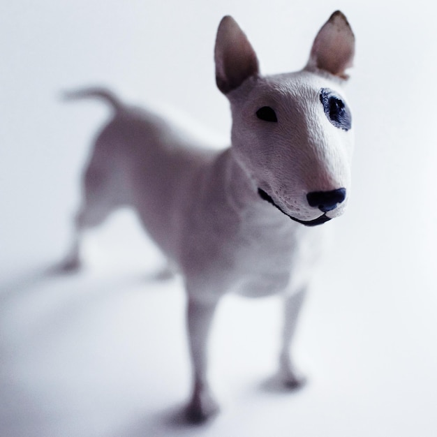 Foto retrato de un bull terrier sobre un fondo blanco