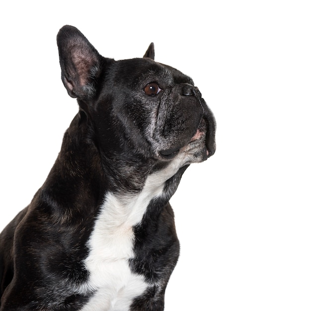 Retrato de un bulldog francés aislado