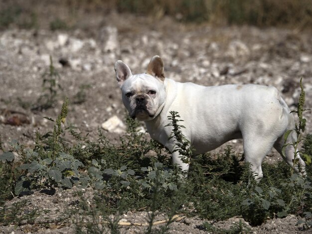 Foto retrato de un bulldog francés blanco y feliz