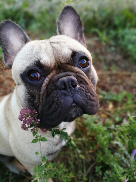 Foto retrato de bulldog francés en el campo