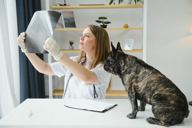 Retrato de un Bulldog Francés Concepto de medicina veterinaria Perros pedigrí Animales divertidos Técnica mixta