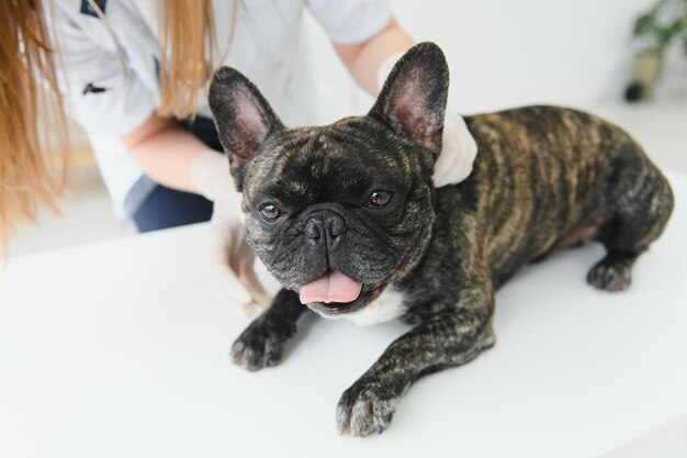 Retrato de un Bulldog Francés Concepto de medicina veterinaria Perros de pedigrí Animales divertidos