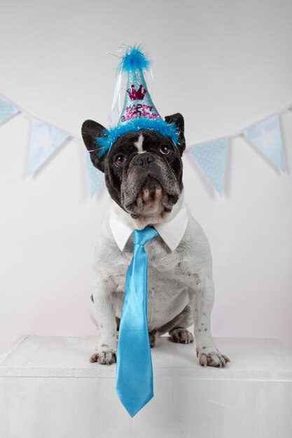 Retrato de bulldog francés divertido con corbata azul, banderines de fiesta y globos de colores sobre blanco.