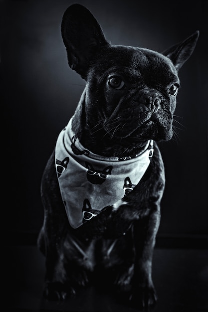 Retrato de bulldog francés, elegante imagen en blanco y negro