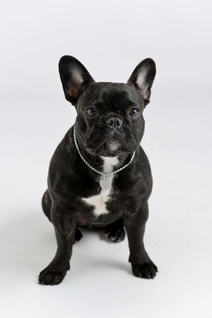 Retrato de un bulldog francés negro sobre un fondo blanco.