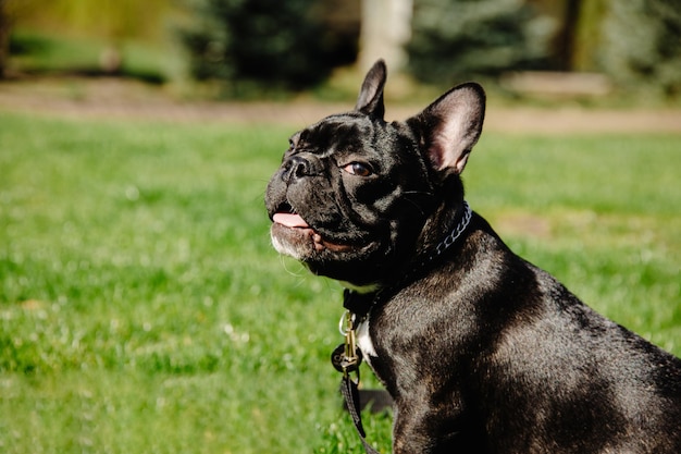 Retrato de bulldog francés perro negro de cerca