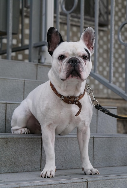 Foto retrato de un bulldog francés sentado en las escaleras