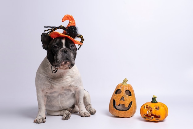 Retrato de bulldog francés con sombrero de halloween y calabazas en blanco