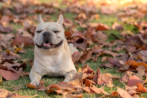 Retrato de bulldog francés sonriente acostado en hojas de otoño en el parque.