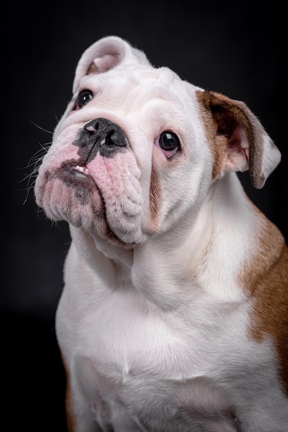 retrato, de, bulldog inglés, cachorro, perro