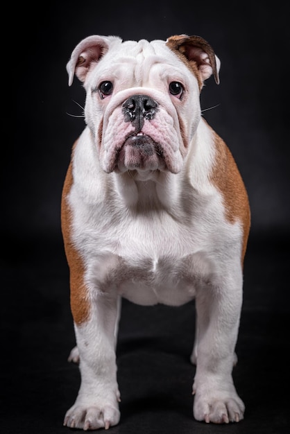 retrato, de, bulldog inglés, cachorro, perro