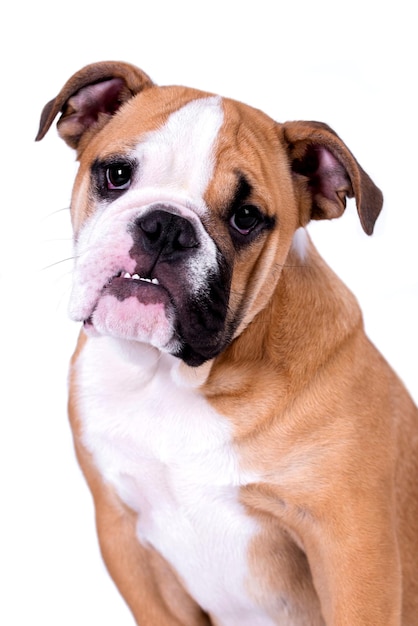 Foto retrato, de, bulldog inglés, cachorro, perro