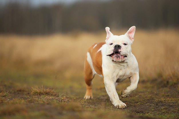 Retrato de bulldog inglés corriendo hacia adelante en el campo