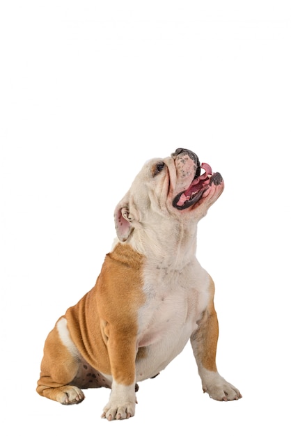 Retrato de bulldog inglés