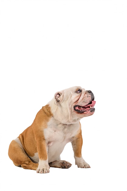 Retrato de bulldog inglés