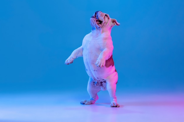 Retrato de bulldog de perro de raza pura aislado sobre fondo de estudio en luz de gradiente de neón.