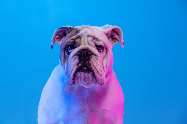 Retrato de bulldog de perro de raza pura aislado sobre fondo de estudio en luz de gradiente de neón.