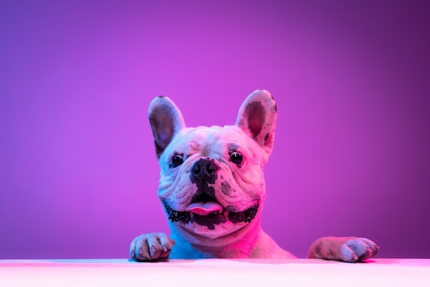 Retrato de bulldog de pura raza aislado sobre fondo de estudio en luz púrpura rosa degradado de neón