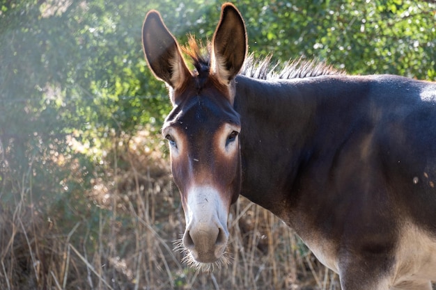 Retrato de burro aislado en el pasto