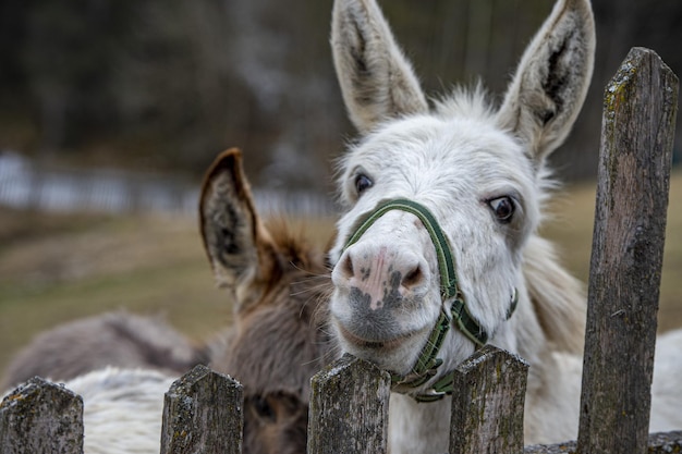 Retrato de burro blanco mirándote