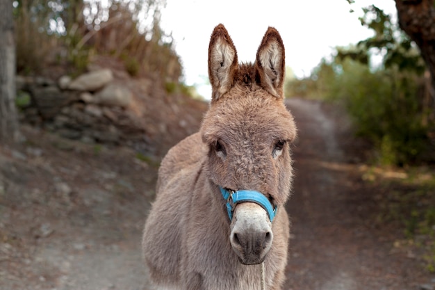 Retrato de burro en el campo