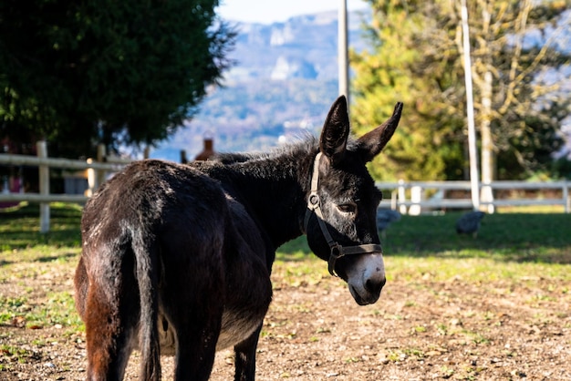 Retrato de burro en una granja en el norte de Italia