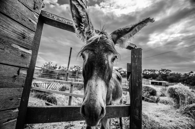 Foto retrato de un burro de pie en el campo contra un cielo nublado