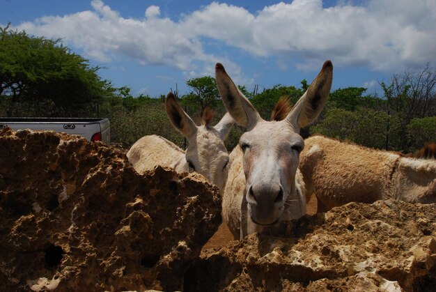 Foto el retrato de los burros