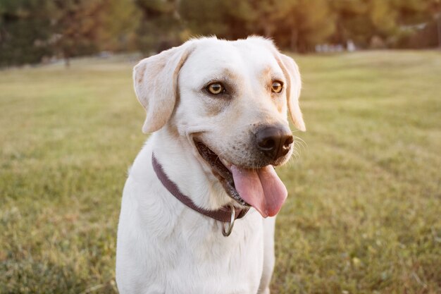 RETRATO CÃO FELIZ