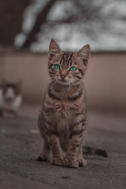 retrato de un ca