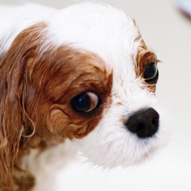 Foto retrato del caballero mojado rey charles spaniel