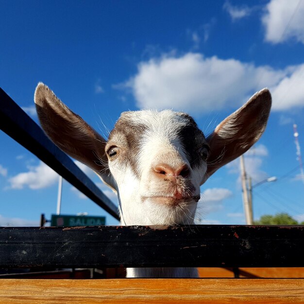 Foto retrato de caballo en bajo ángulo contra el cielo