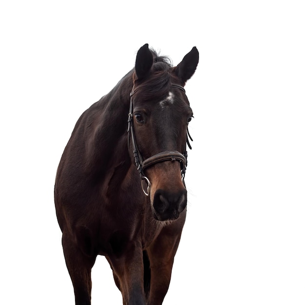 Retrato de un caballo de bahía oscuro en una brida sobre un fondo blanco. Una joven yegua graciosa mira atentamente a la cámara.