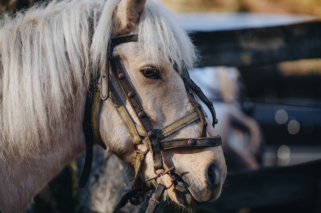 Retrato de un caballo beige con un primer plano de brida