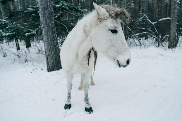 Retrato de caballo blanco en invierno