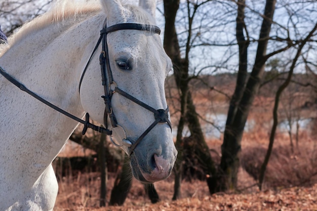 Retrato de un caballo blanco parado en el bosque con el telón de fondo de un colorido bosque otoñal