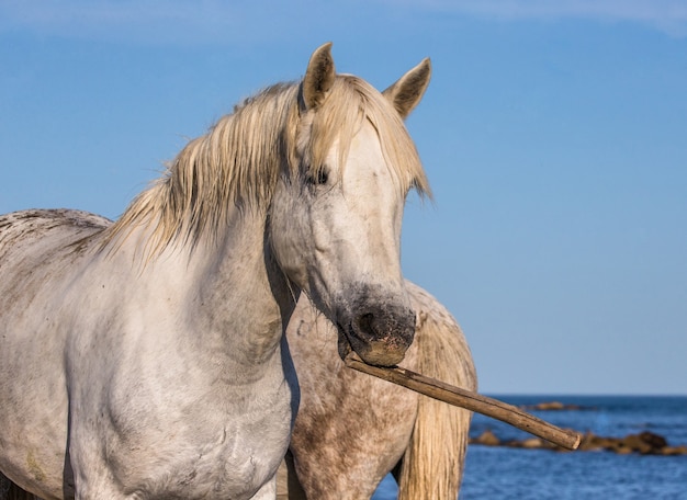 Retrato de un caballo de Camargue blanco con un palo en la boca. Imagen divertida