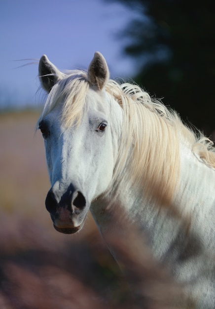 Retrato de un caballo camargue