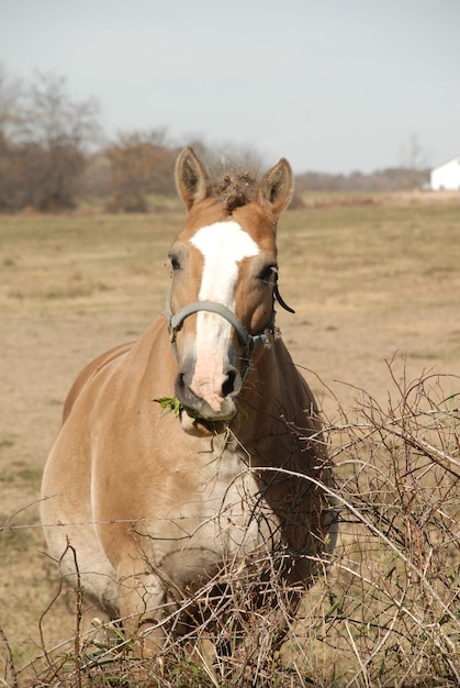 Foto retrato de caballo en el campo