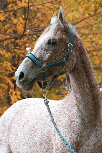 Retrato de caballo de carrera árabe en el bosque de otoño