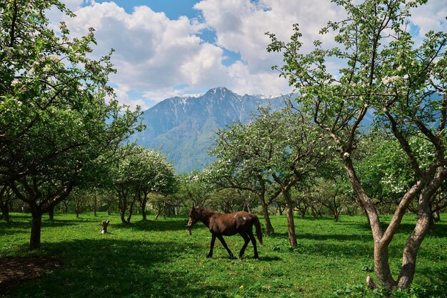 Retrato de un caballo castaño en un campo de verano