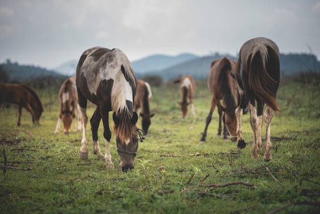 Retrato de caballo en el cielo azul de césped y montaña