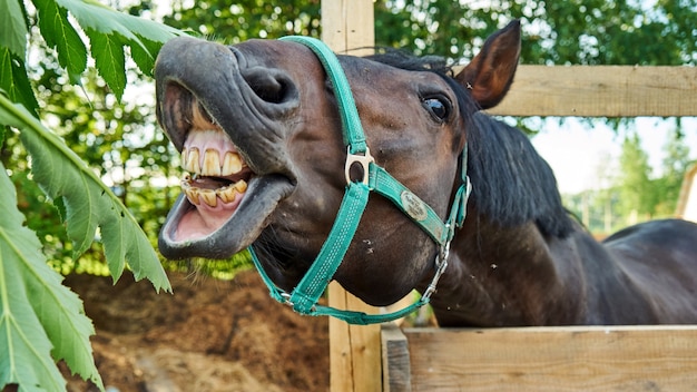 Retrato de un caballo comiendo hierba. Verano en Tomsk.