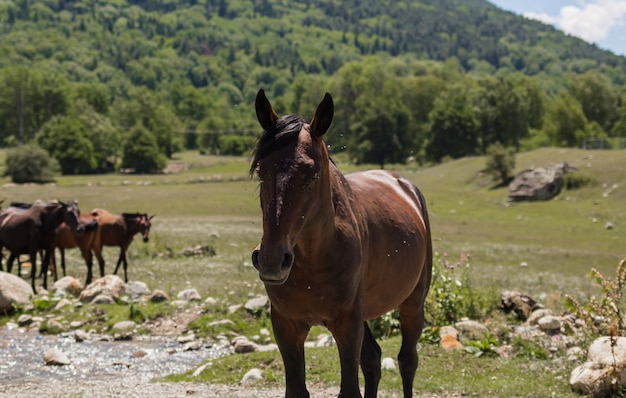 Retrato de un caballo enfermo con moscas en la naturaleza