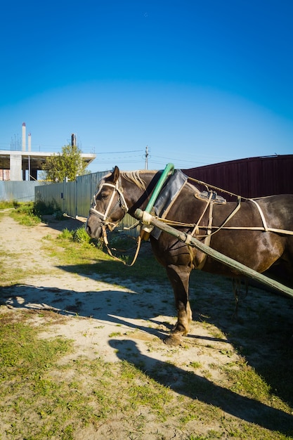 Retrato de caballo enjaezado