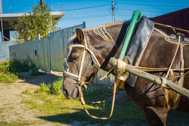 Retrato de caballo enjaezado